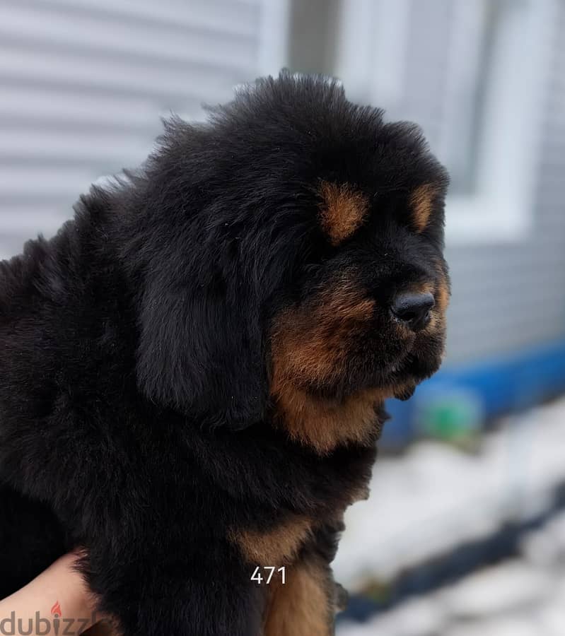 Tibetian Mastiff Puppies Imported From The Biggest Kennels !!! 3