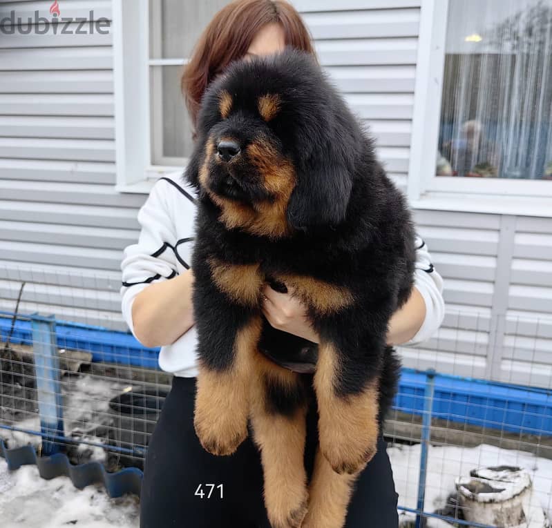 Tibetian Mastiff Puppies Imported From The Biggest Kennels !!! 4