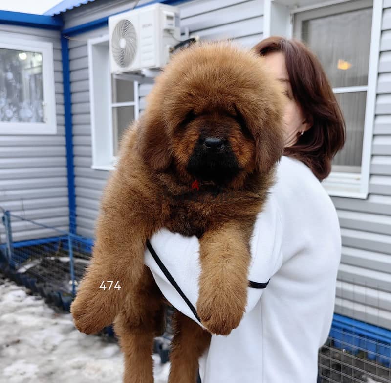 Tibetian Mastiff Puppies Imported From The Biggest Kennels !!! 5