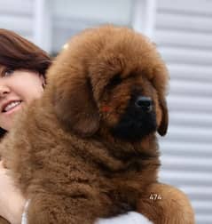 Tibetian Mastiff Puppies Imported From The Biggest Kennels !!!