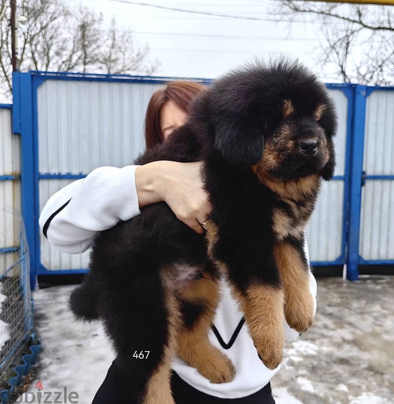 Tibetian Mastiff Puppies Imported From The Biggest Kennels !!! 6