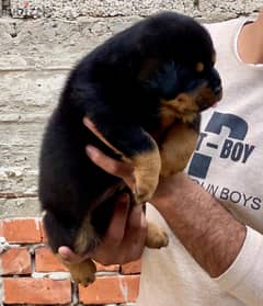 Rottweiler puppies imported Parents 0