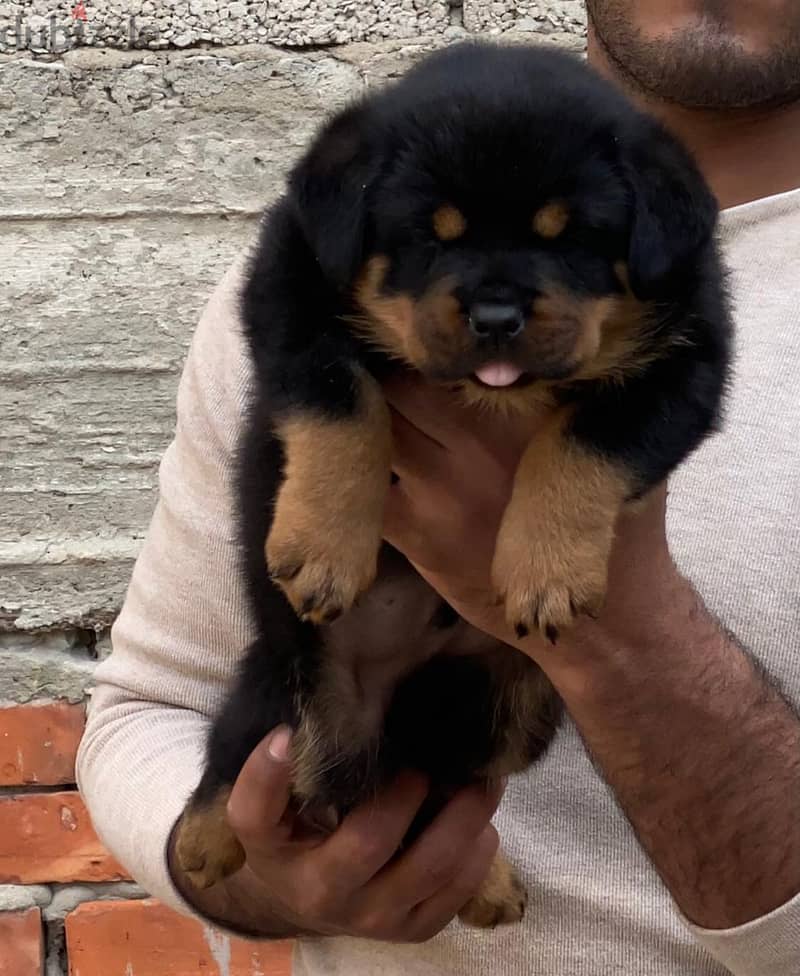 Rottweiler puppies imported Parents 1