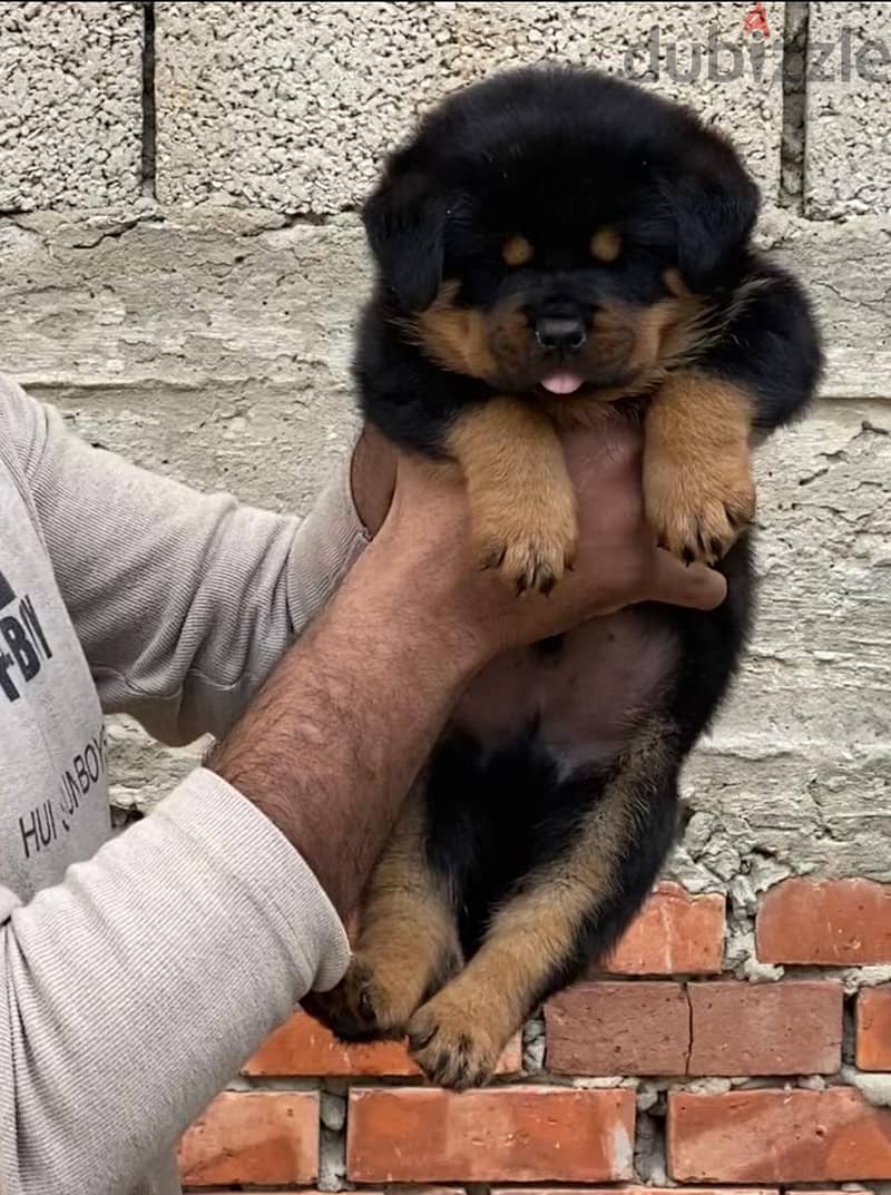 Rottweiler puppies imported Parents 2