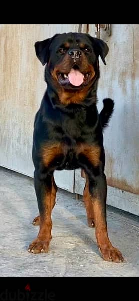 Rottweiler puppies imported Parents 4