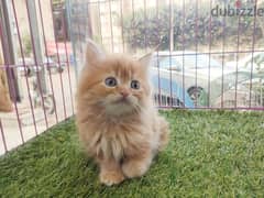 قطط شيرازي مون فيس لونج هير