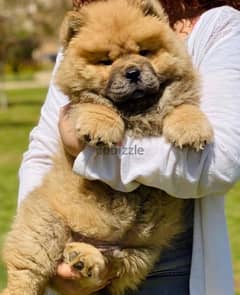 male chow chow 0