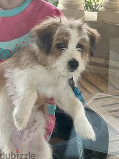 pure male havanese full vaccinated 3 month