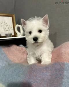 West highland white terrier from Russia 0