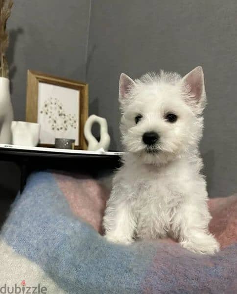 West highland white terrier from Russia 1
