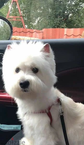 West highland white terrier from Russia 4