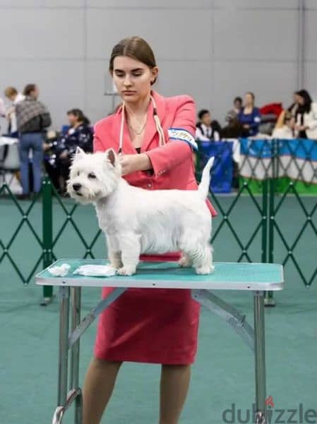 West highland white terrier from Russia 5
