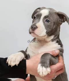 Staffordshire terrier from Russia 0