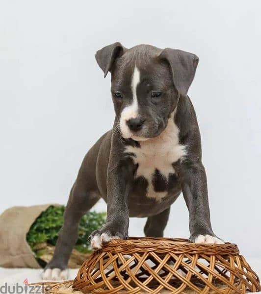 Staffordshire terrier from Russia 2