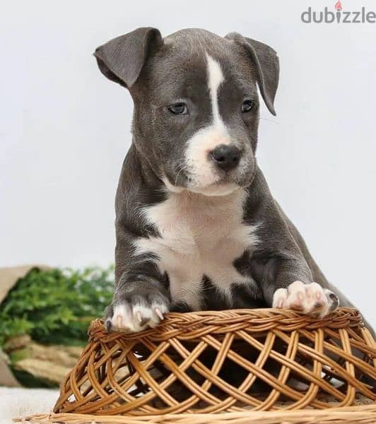 Staffordshire terrier from Russia 3