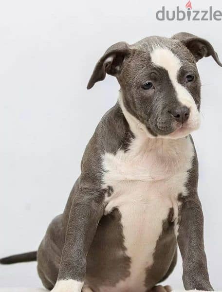 Staffordshire terrier from Russia 4