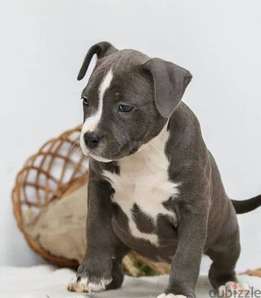 Staffordshire terrier from Russia 6