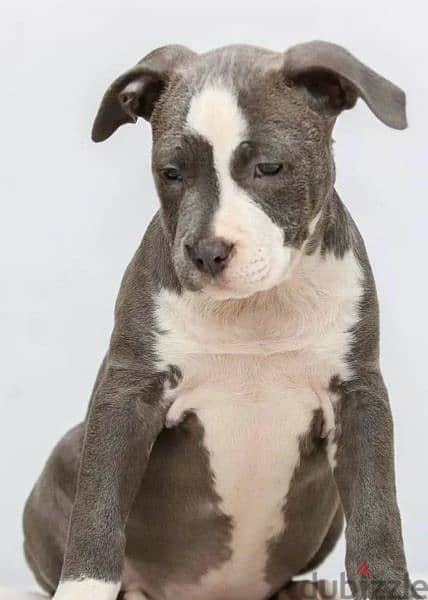 Staffordshire terrier from Russia 8
