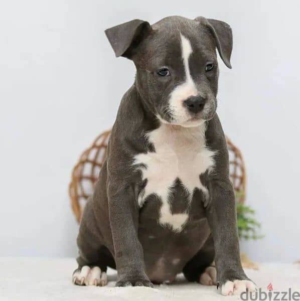 Staffordshire terrier from Russia 10