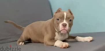 American bully From Russia Female 0