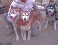 3 كلاب هاسكي