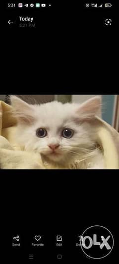 قطه شيرازي بيضاء مون فيس 0