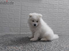samoyed puppies  3 months ready to new home