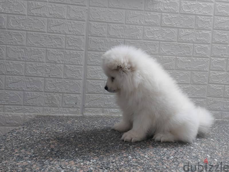 samoyed puppies  3 months ready to new home 1