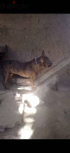 كلب بيتبول بيور لونة مميز جدا واخد من لون النمر ووش الضبع