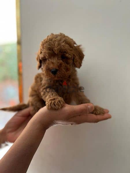 toy poodle 1