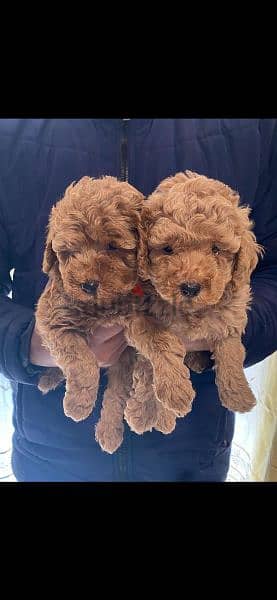 toy poodle 2