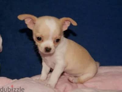 شيواوا مستوى عالى chihuahua premium quality Pure breed