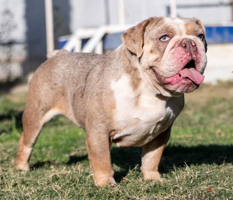 English Bulldog Merle Color , Imported from Biggest Kennel in Europe ! 0