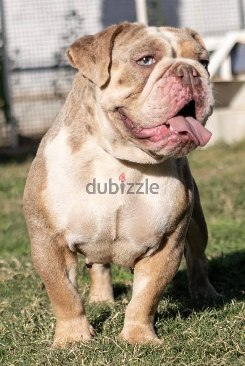 English Bulldog Merle Color , Imported from Biggest Kennel in Europe ! 1