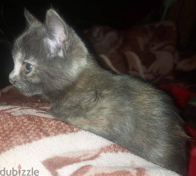 ٢ قطة شيرازى دكر ونتاية عمر ٦٠ يوم 3