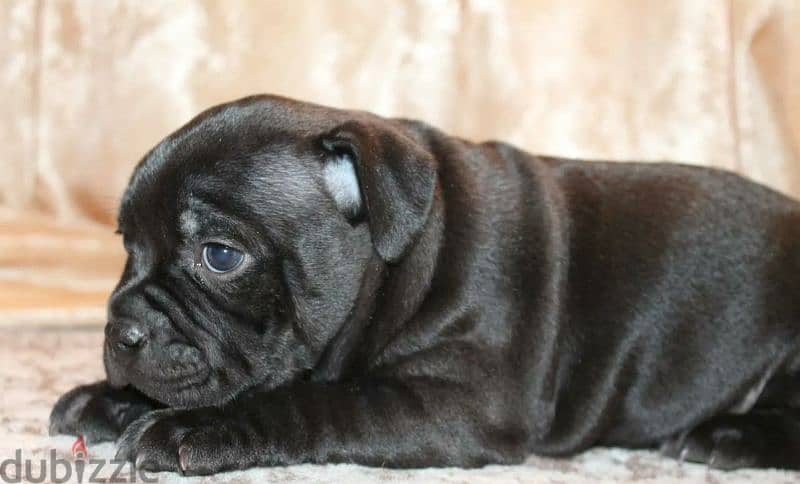 English Staffordshire Puppies For Sale From Russia 1