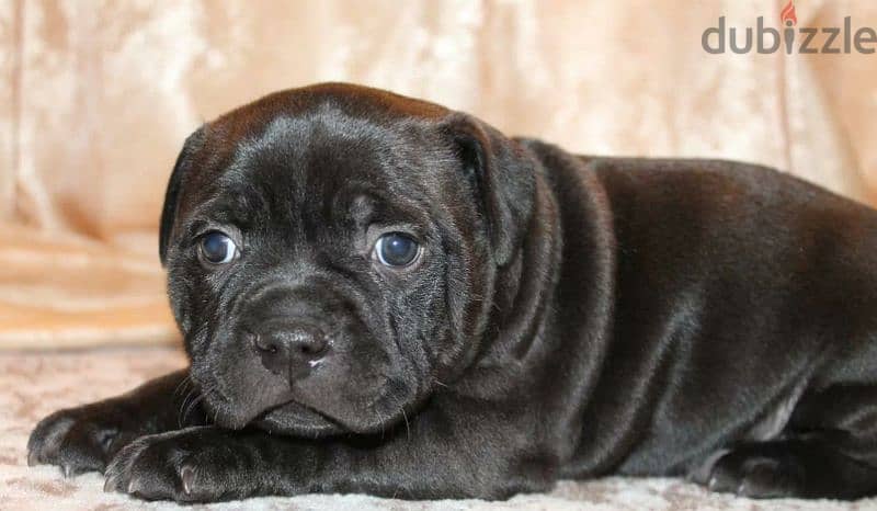 English Staffordshire Puppies For Sale From Russia 2