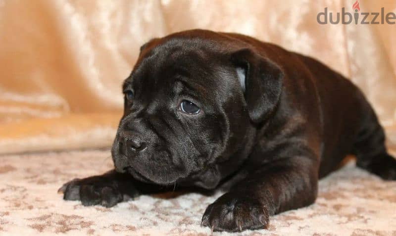 English Staffordshire Puppies For Sale From Russia 3