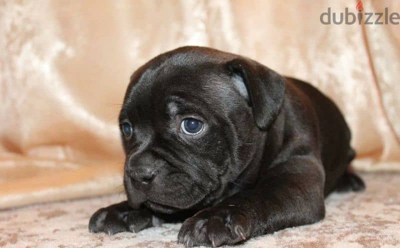 English Staffordshire Puppies For Sale From Russia 4