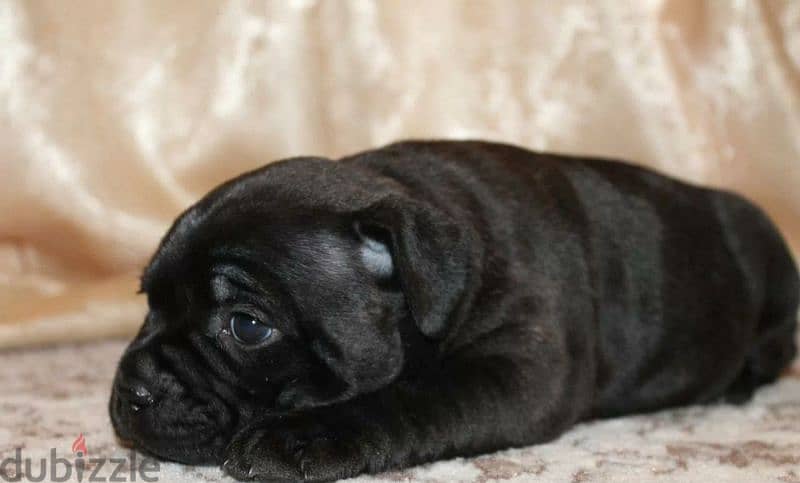 English Staffordshire Puppies For Sale From Russia 8