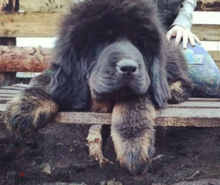 Tibetan mastiff From Russia FCI documents 1