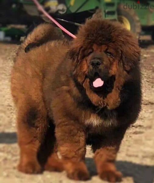 Tibetan mastiff From Russia FCI documents 2