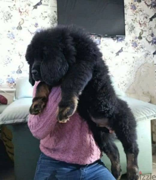 Tibetan mastiff From Russia FCI documents 3