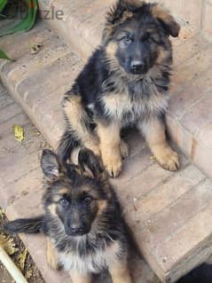 German sheperd dogs pure breed