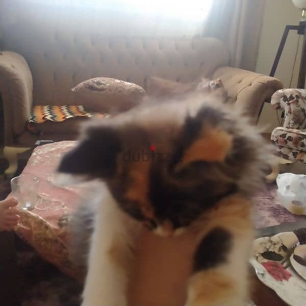 قطه هجين هيمالايا و شيرازي عمرها شهرين 3