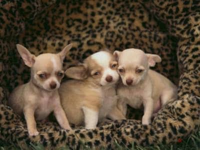 شيواوا مينى مبيكبرش بيور chihuahua pure