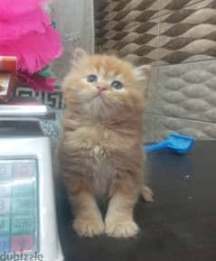 اجمل قطط شيرازي مون فيس ٤٥يوم 0