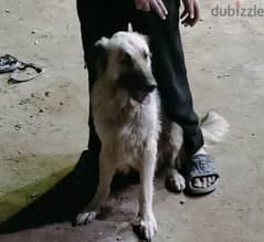 كلبه جيرمن المانى السن سنه وشهرين السعر 1500 وقابل للنقاش