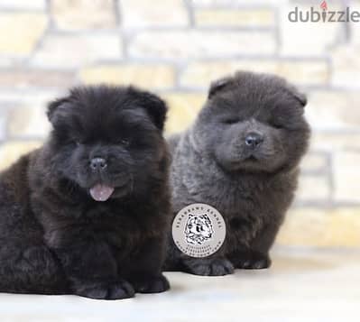 متاح جراوي تشاو تشاو chow chow كل الالوان