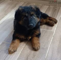 Male 2 month German shepherd puppy